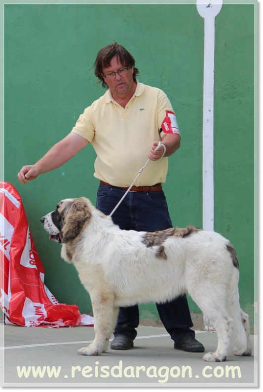 Barbastro de Reis D'Aragón. Best puppy Canine Contest Movera