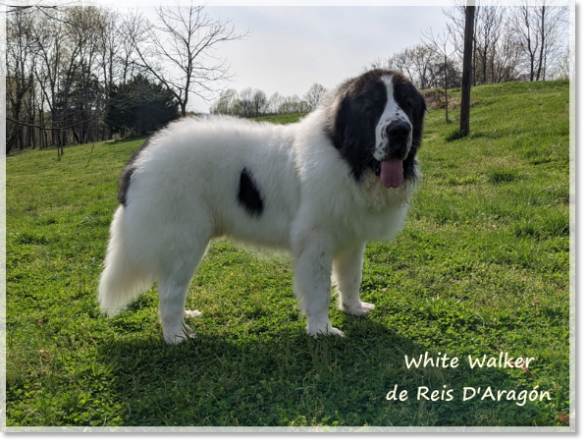 White Walker de Reis D'Aragón, Pyrenean Mastiff in USA (2 years)