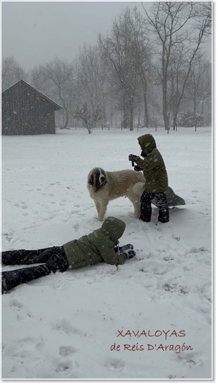 Pyrenean Mastiff in the snow with children