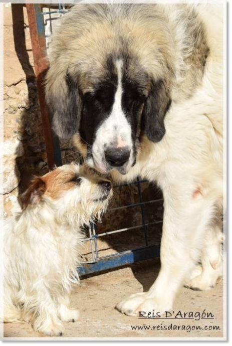 Yuma and Romi, Pyrenean mastiff and Jack Russell Terrier