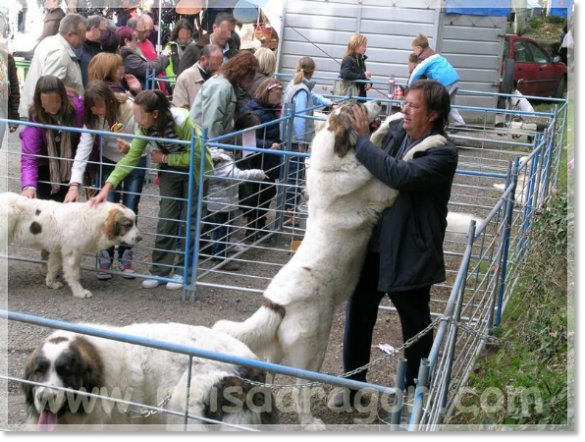 October 2010. Exhibition of Pyrenean mastiffs at the Biescas Autumn Fair