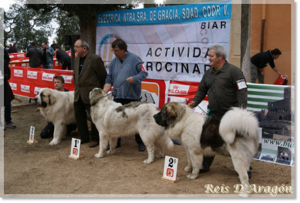 XXXII Pyrenean Mastiff Specialty Dog Show