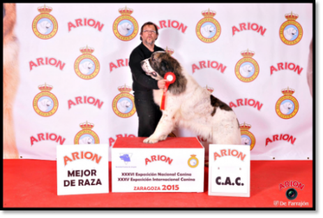 Official Standard Pyrenean Mastiff: Dogshow Zaragoza 2015