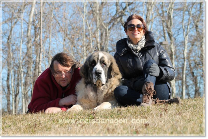 Reis D'Aragón. Pyrenean Mastiff and Jack Russell Terrier breeder