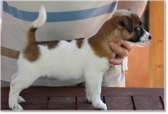 Puppy Jack Russell Terrier from Reis D'Aragón. Litter "A"