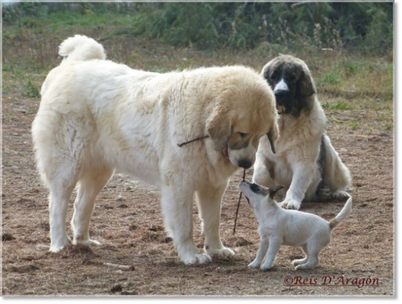Pyrenean Mastiffs and Jack Russell Terrier