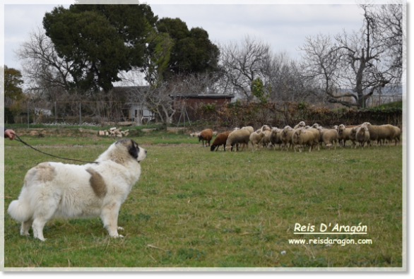 Pyrenean Mastiff Osia de Reis D'Aragón before a flock of sheep