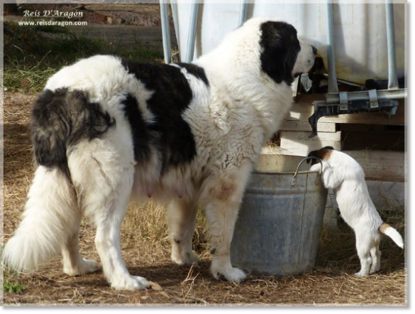 Giuditta (Pyrenean Mastiff) and Lura de Gaspalleira (Jack Russell Terrier)