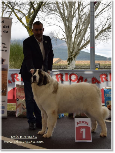 Monográfica CMPE Pyrenean Mastiff 2018. Osia de Reis D'Aragón Best Junior