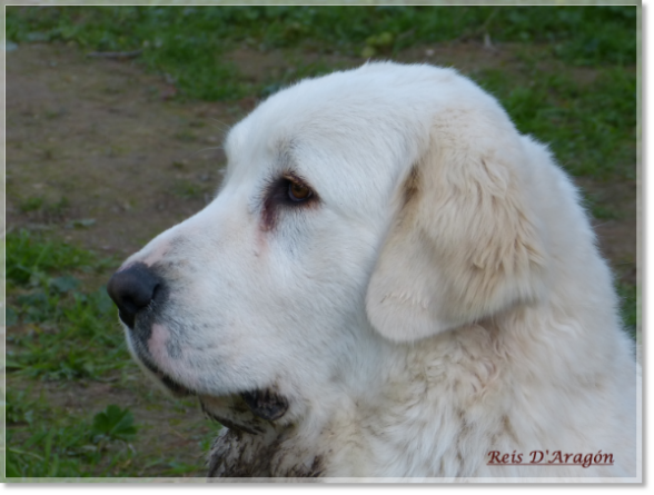 Pyrenean Mastiff mother of the puppies