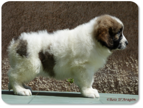 Pyrenean Mastiff puppy litter "G" from Reis D'Aragón