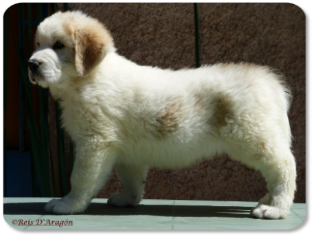 Pyrenean Mastiff puppy litter "G" from Reis D'Aragón