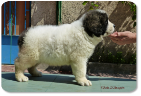Pyrenean Mastiff puppy litter "H" from Reis D'Aragón