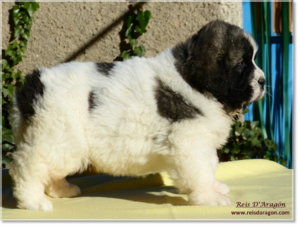 Pyrenean Mastiff puppy Ibieca de Reis D'Aragón. One month
