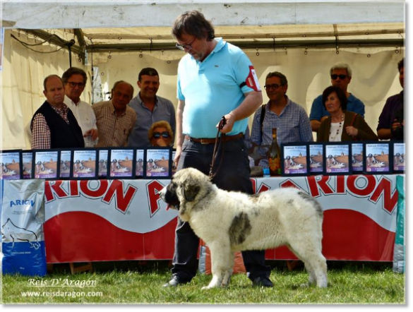 Pyrenean Mastiff Contest in Ciudad Rodrigo. Puppy Ibieca de Reis D'Aragón