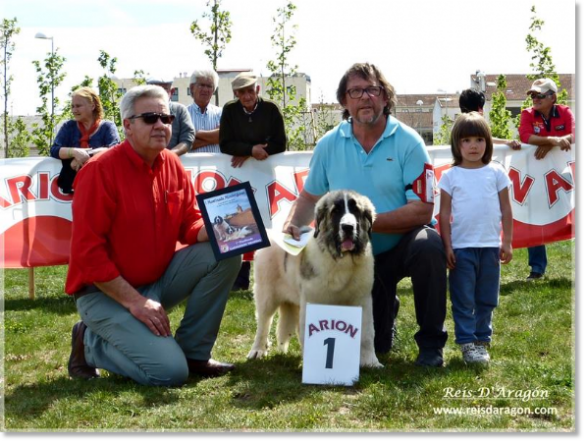 Pyrenean Mastiff Contest in Ciudad Rodrigo. Puppy Ibieca de Reis D'Aragón