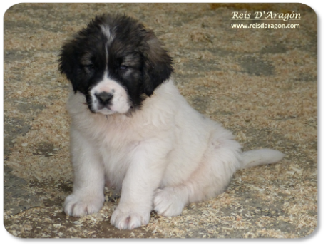 Pyrenean Mastiff puppy litter "L" from Reis D'Aragón