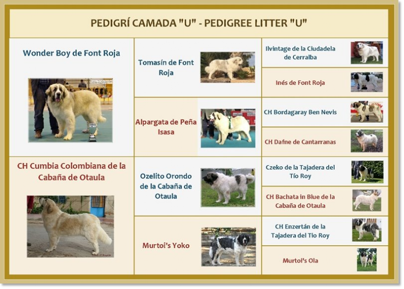 Puppy pedigree