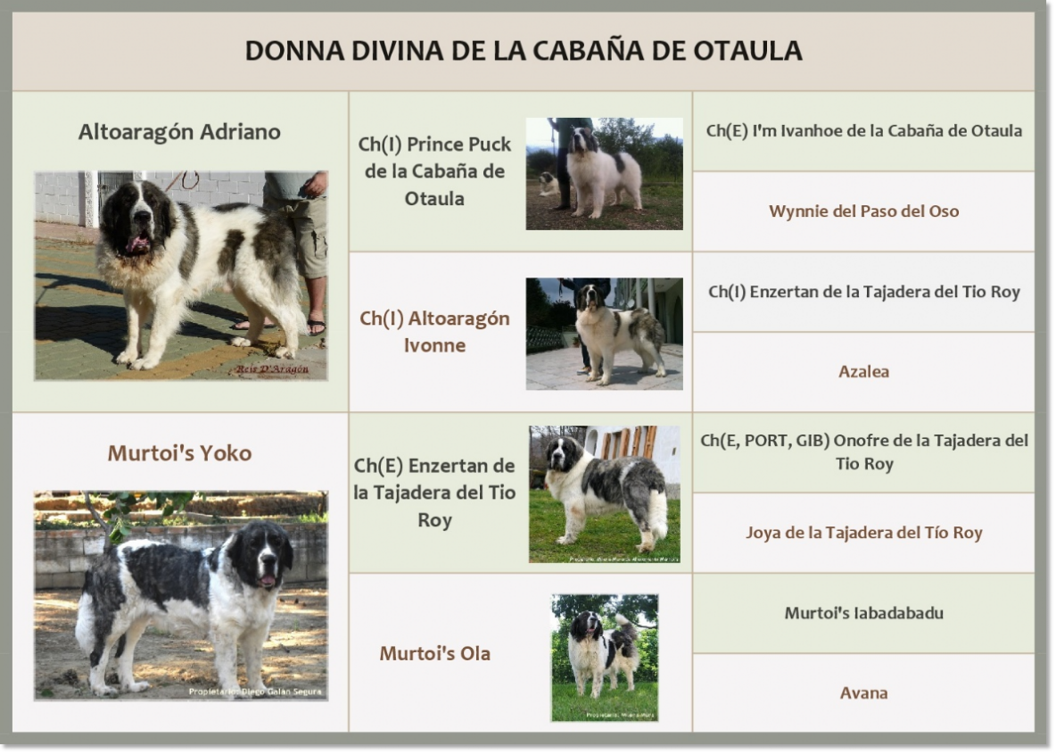 Pedigree of Donna Divina de la Cabaña de Otaula