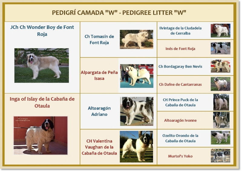 Pedigree of Reis D'Aragón's W puppies