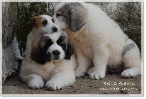 Romina, Jack Russell Terrier, and puppies Pyrenean Mastiff