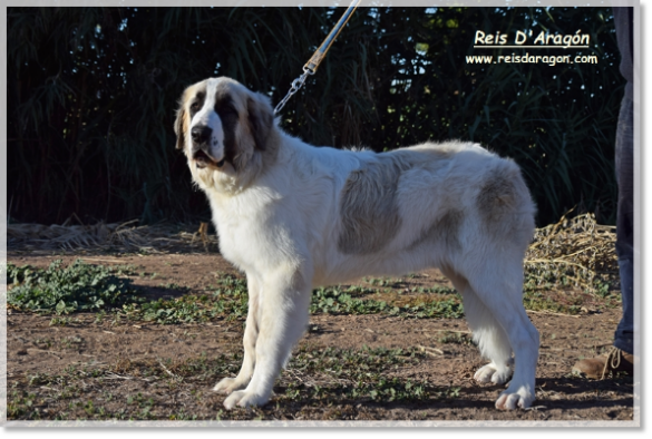 Best Puppy BOB-P - Pyrenean Mastiff