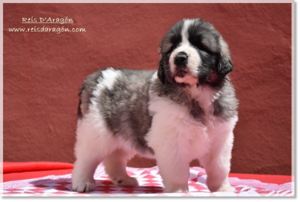 Pyrenean Mastiff puppy Whetu de Reis D'Aragón. One month