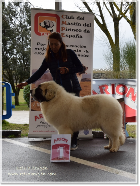 Riglos de Reis D'Aragón Best Puppy at the Pyrenean Mastiff Specialty Show