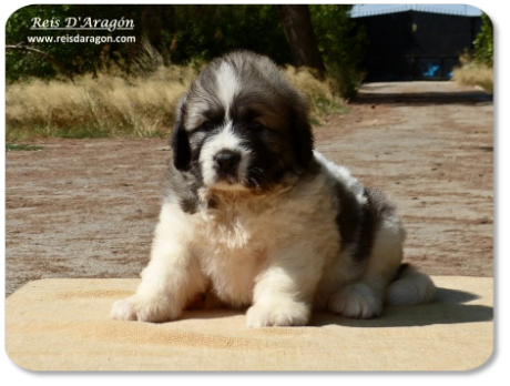 Pyrenean Mastiff puppy litter "M" from Reis D'Aragón