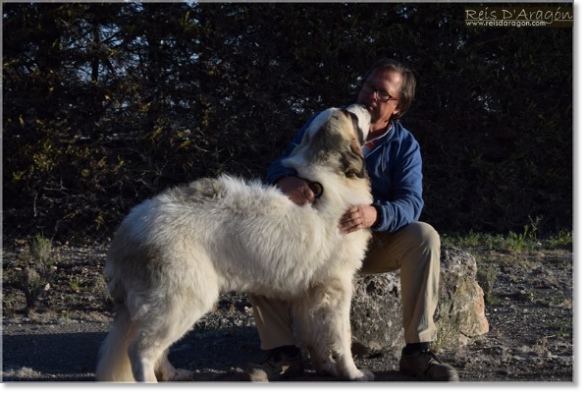 Puppy Pyrenean Mastiff Riglos de Reis D'Aragón