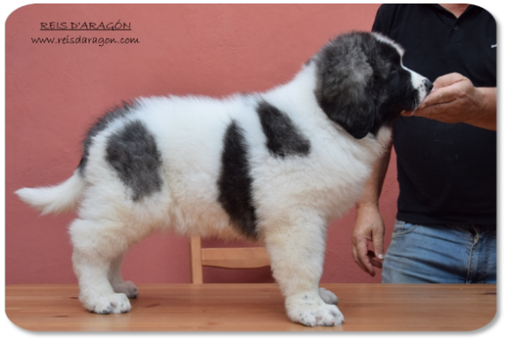 Pyrenean Mastiff puppy litter "T" from Reis D'Aragón