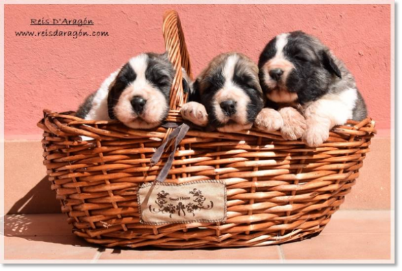 Pyrenean mastiff puppies. Litter "V" of Reis D'Aragón