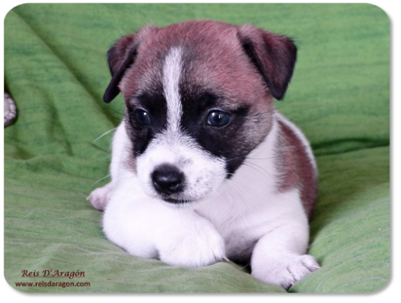Jack Russell Terrier puppy litter "A" from Reis D'Aragón