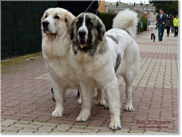 Pyrenean Mastiffs: Mother and daughter