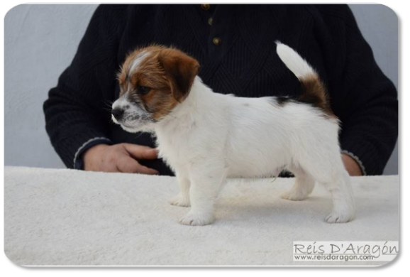 Jack Russell Terrier puppy litter "C" from Reis D'Aragón