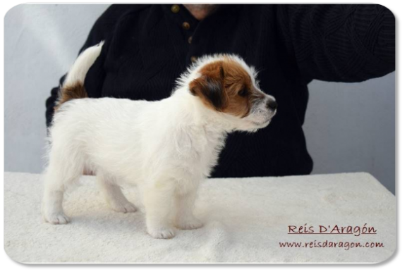 Jack Russell Terrier puppy litter "C" from Reis D'Aragón