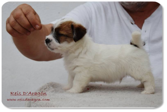 Jack Russell Terrier puppy litter "D" from Reis D'Aragón