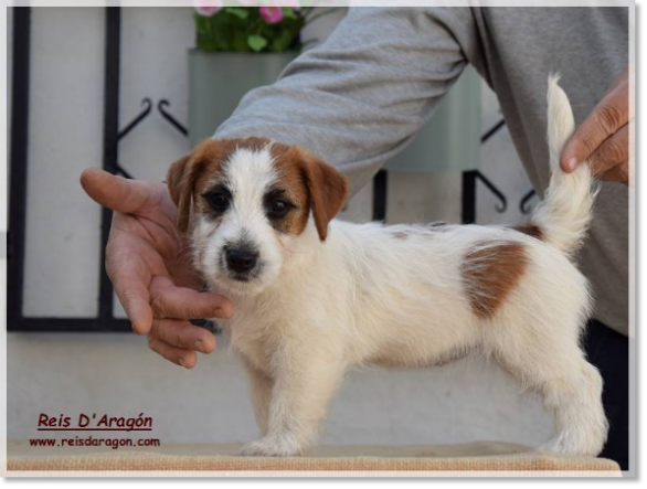 Puppy Jack Russell Terrier Romina de El Roc D'Auró