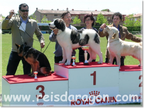 Pyrenean Mastiff Giuditta 5 months. Contest Ontinar del Salz BIS Best Spanish Breeds
