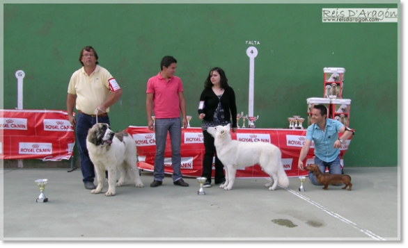 Barbastro de Reis D'Aragón. Meilleur chiot Concours Canine Movera