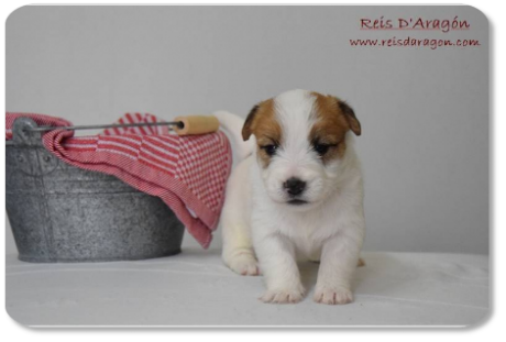 Chiot Jack Russell Terrier portée "E" de Reis D'Aragón