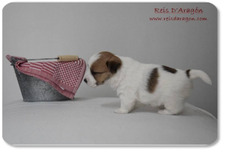 Chiot Jack Russell Terrier portée "E" de Reis D'Aragón