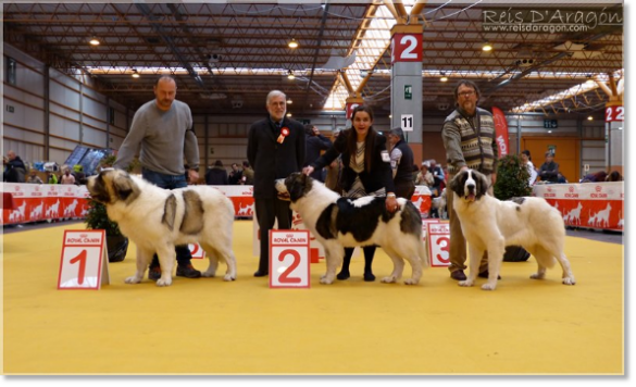 Exposition Canine Saragosse 2017. Liri de Reis D'Aragón Meilleur jeune