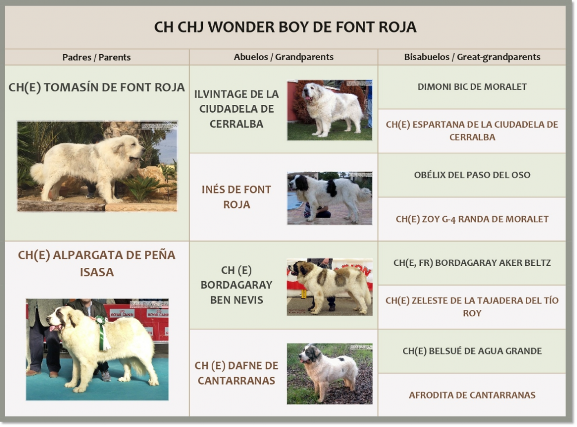 Pedigree de CH Wonder Boy de Font Roja