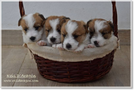 Cachorros Jack Russell Terrier camada "E" de Reis D'Aragón