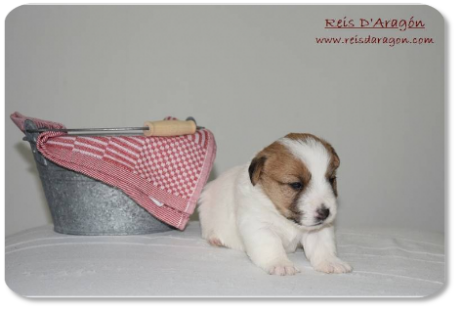 Cachorro Jack Russell Terrier camada "E" de Reis D'Aragón