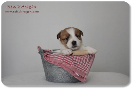 Cachorro Jack Russell Terrier camada "E" de Reis D'Aragón