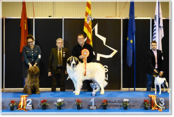 XLI Exposición Nacional Canina de Zaragoza. Osia de Reis D'Aragón BIS RAZAS ESPAÑOLAS
