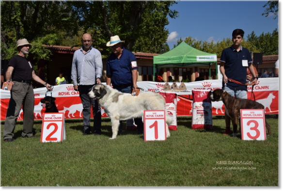 Concurso Canino Aragón Brotalia 2018. Osia de Reis D'Aragón