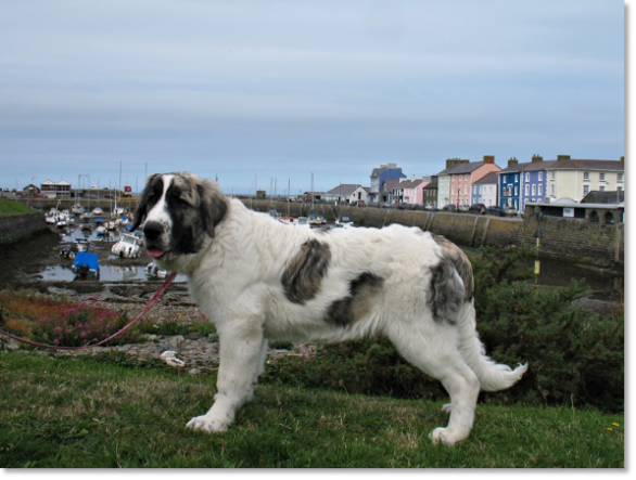 Pyrenean Mastiff Puppy Gabasa de Reis D'Aragón